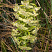 Platanthera orbiculata var. lehorsii (Le Hors' Pad-leaved orchid)