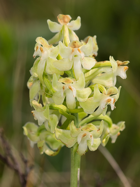 Platanthera orbiculata var. lehorsii (Le Hors' Pad-leaved orchid)