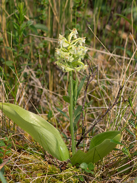 Platanthera orbiculata var. lehorsii (Le Hors' Pad-leaved orchid)