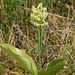 Platanthera orbiculata var. lehorsii (Le Hors' Pad-leaved orchid)
