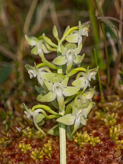 Platanthera orbiculata var. lehorsii (Le Hors' Pad-leaved orchid)