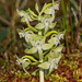 Platanthera orbiculata var. lehorsii (Le Hors' Pad-leaved orchid)