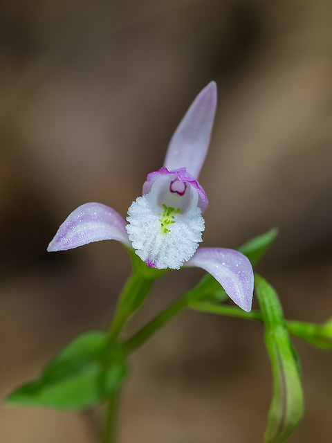 Triphora trianthophora (Three-birds orchid)