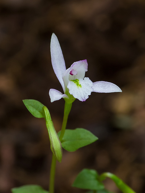 Triphora trianthophora (Three-birds orchid)