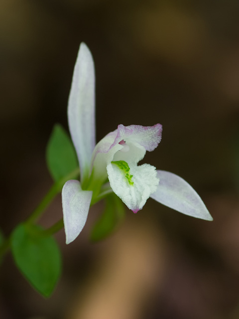 Triphora trianthophora (Three-birds orchid)