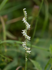 Spiranthes lacera var. gracilis (Northern Slender Ladies'-tresses orchid)