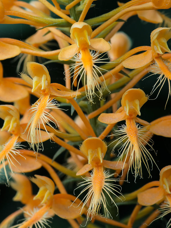 Platanthera ciliaris (Yellow Fringed orchid)