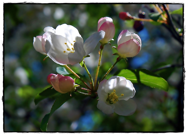 Flowering cherry