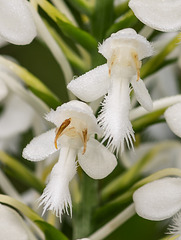 Platanthera blephariglottis (White Fringed orchid)