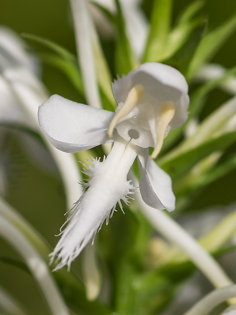 Platanthera blephariglottis (White Fringed orchid)