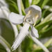Platanthera blephariglottis (White Fringed orchid)
