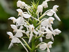 Platanthera blephariglottis (White Fringed orchid)