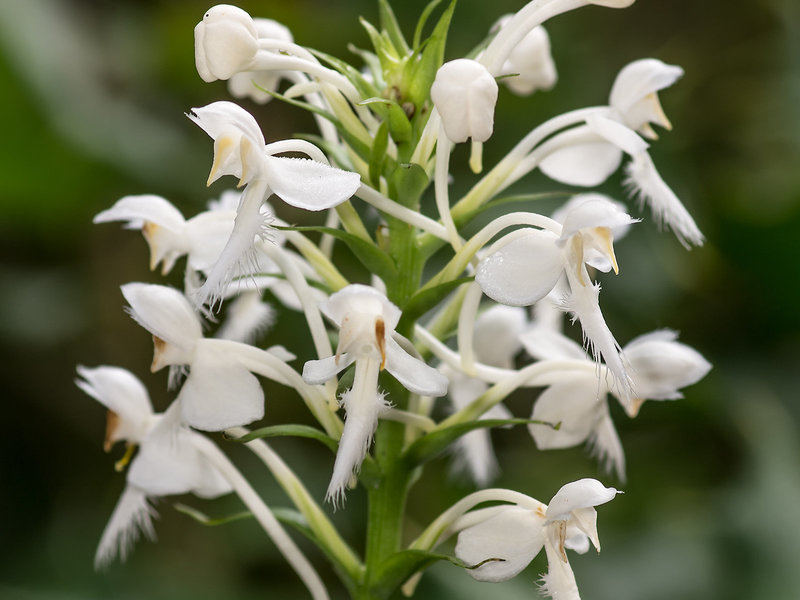 Platanthera blephariglottis (White Fringed orchid)