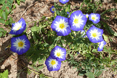 Kleine Glücksmomente - etaj feliĉaj momentoj / In meinem Garten - blau - weiß - gelb / en mia ĝardeno blua - alba - flava
