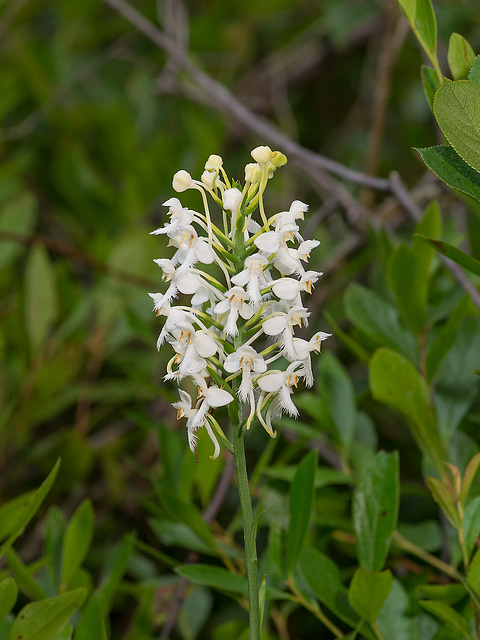 Platanthera blephariglottis (White Fringed orchid)