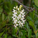 Platanthera blephariglottis (White Fringed orchid)