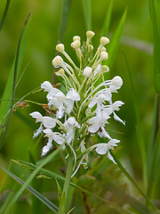 Platanthera conspicua (Southern White Fringed orchid)