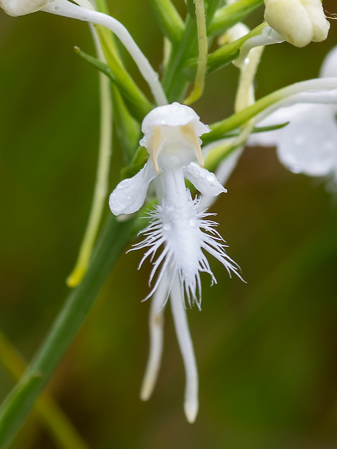 Platanthera conspicua (Southern White Fringed orchid)