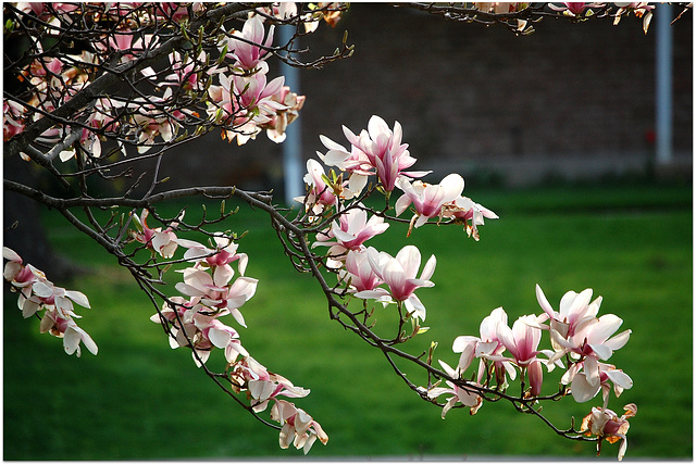 Magnolia