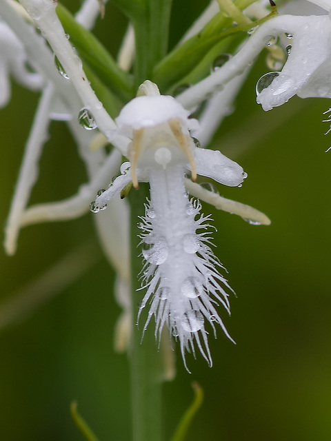 Platanthera conspicua (Southern White Fringed orchid)