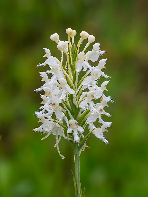 Platanthera conspicua (Southern White Fringed orchid)