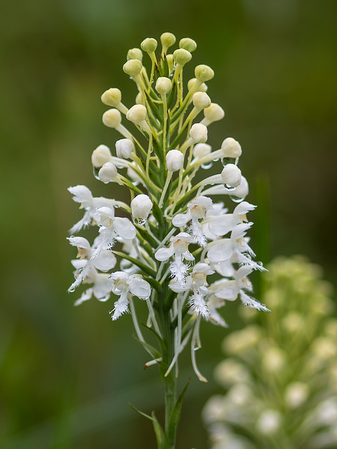 Platanthera conspicua (Southern White Fringed orchid)