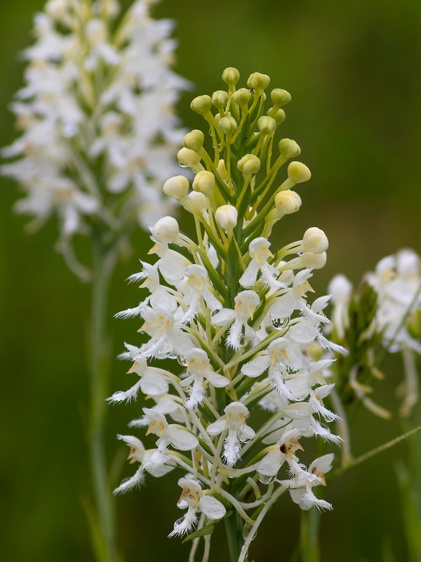 Platanthera conspicua (Southern White Fringed orchid)