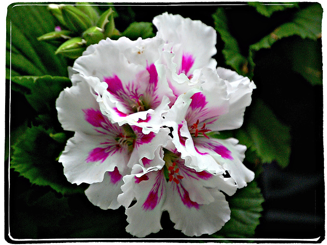 Martha Washington Geranium