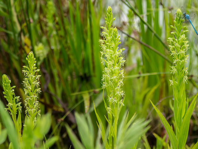 Habenaria repens (Water-spider orchid)