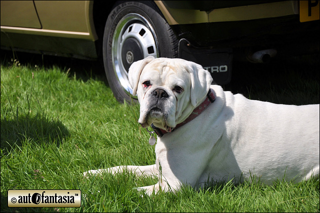 Boxer Guards His Master's Metro!