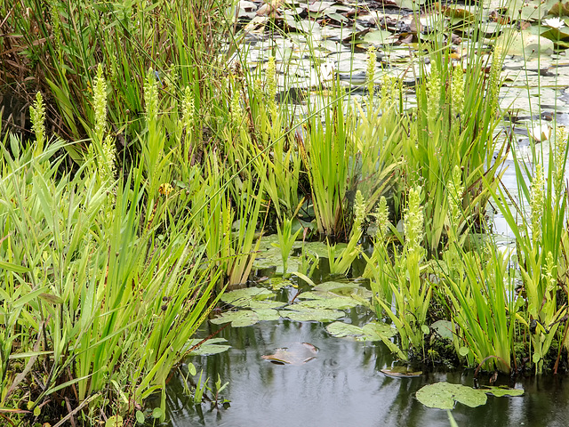 Habenaria repens (Water-spider orchid)