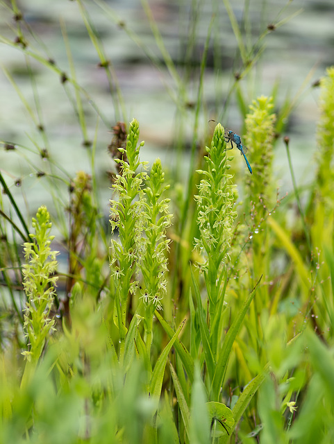 Habenaria repens (Water-spider orchid)