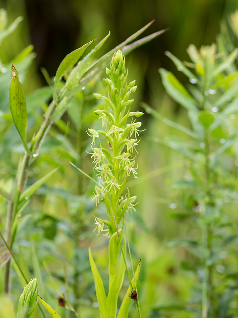 Habenaria repens (Water-spider orchid)