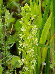 Habenaria repens (Water-spider orchid) Habenaria repens (Water-spider orchid)