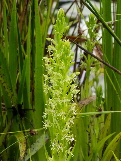 Habenaria repens (Water-spider orchid)