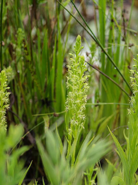 Habenaria repens (Water-spider orchid)