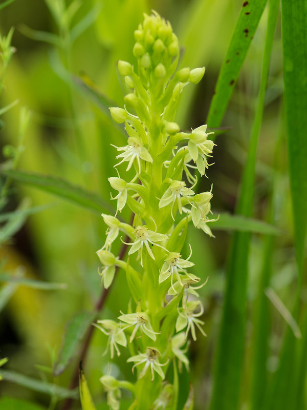 Habenaria repens (Water-spider orchid)