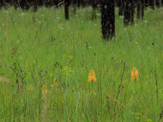 Platanthera ciliaris (Yellow Fringed orchid)