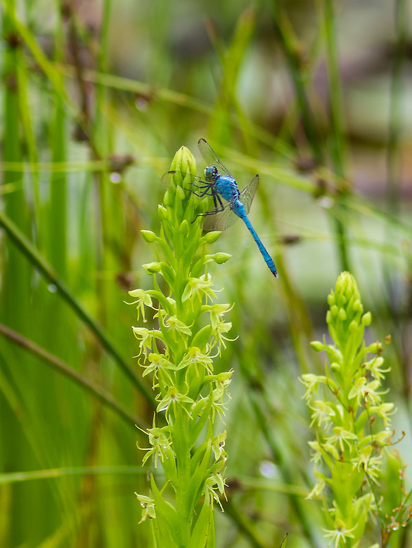 Habenaria repens (Water-spider orchid) + Pachydiplax longipennis (Blue Dasher Dragonfly)