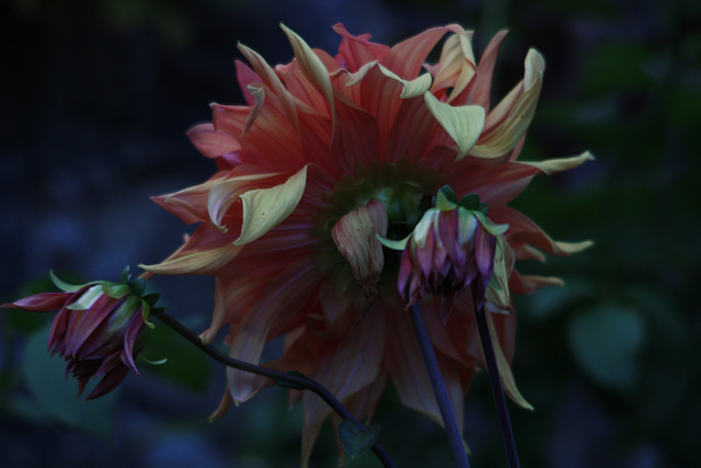 mes dahlias