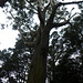 eucalyptus, botanical gardens, Wellington