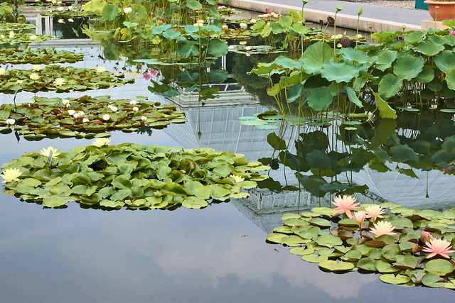 The Waterlily Pond – New York Botanical Garden, New York, New York