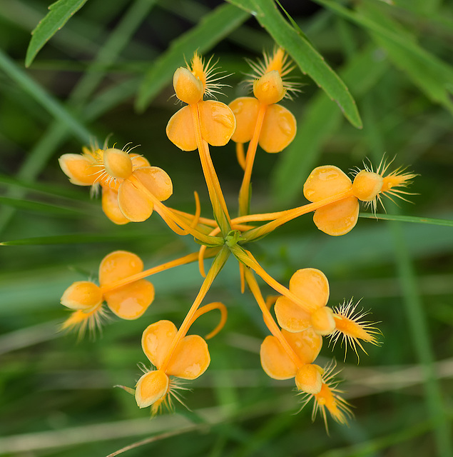 Platanthera ciliaris (Yellow Fringed orchid) from above