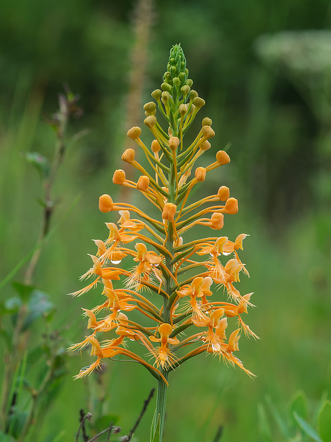 Platanthera ciliaris (Yellow Fringed orchid)