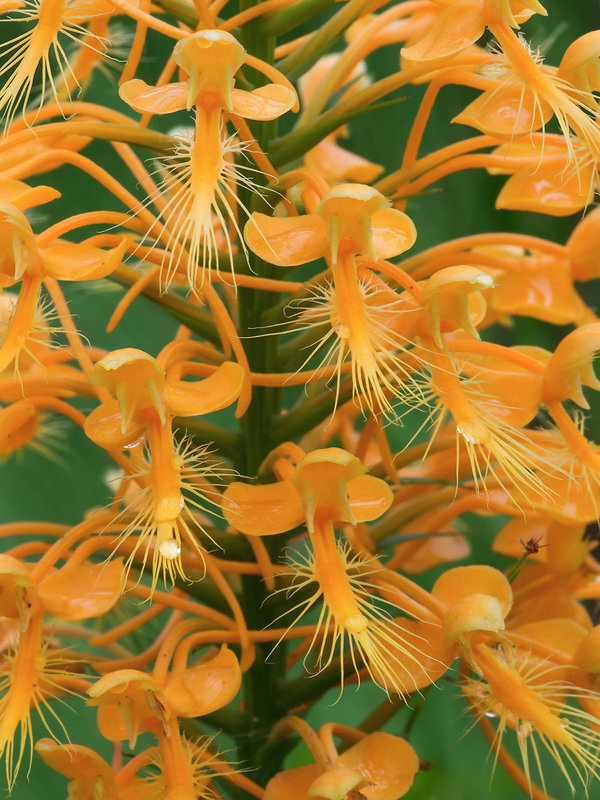Platanthera ciliaris (Yellow Fringed orchid)