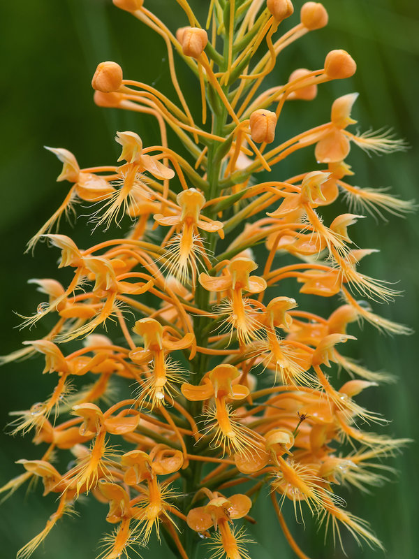Platanthera ciliaris (Yellow Fringed orchid)