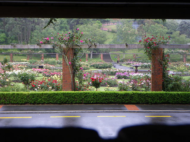 the rose garden, Wellington