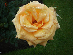 the rose garden, Wellington