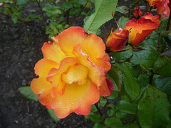 the rose garden, Wellington