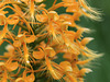 Platanthera ciliaris (Yellow Fringed orchid)